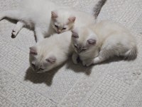 Güzeller güzeli yavru kedilerimiz yeni yuvalarını arıyor