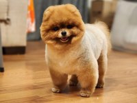 Show CLASS Pomeranian BOO DİŞİ En İYİSİ