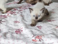 Beyaz british blue point yavrular