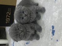 British scottish shorthair erkek kediler