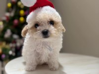 Anne altından safkan maltipoo bebekler
