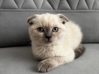 Daha tatlısı yok 3 aylık scottish fold