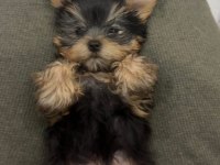 Orijinal prenses teacup yorkshire terrier
