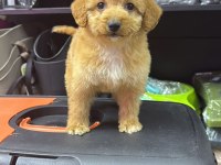 Maltipoo Dişi Erkek