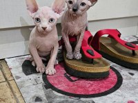 Canadian Sphynx yavrular