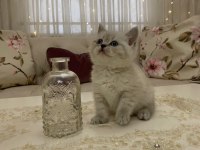 British Shorthair Yavrularım