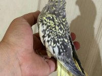 52 Günlük Ful Evcil Kusursuz Bebek Sultan