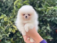 Show kalite ayı surat pomeranian boo yavrular