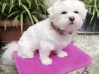 TÜRKİYE GENELİ IRK SAĞLIK VE KAPIDA ÖDEME GARANTİLİ