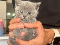 Safkan british shorthair yavru