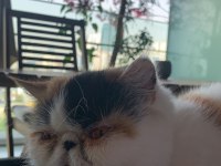 Kedi sahiplendirmek istiyorum