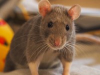 Rat - Dumbo Rat Yavrular ve Malzemeleri Adrese Teslim Var