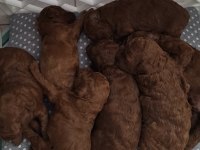 Kızıl kürk yapılı Teacup Poodle bebeklerimiz