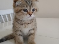 Scottish fold dişi
