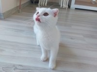 Kehribar gözlü scottish fold kediciklerim