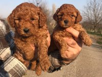 TATLI TOY POODLE YAVRULARI