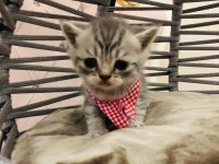 British Shorthair Yavru Kediler Yeni Evlerini Arıyorlar