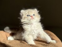 Blue Golden Ay11 Mükemmel Kalite British Longhair