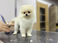 Safkan Garantili Pomeranian Yavrular