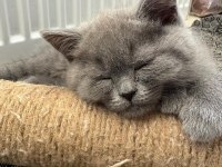 British shorthair bebeklerimize yeni yuva arıyoruz