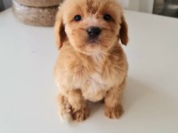 Poodle ayarında maltipoo baby