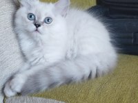 Silver Point British Longhair Bebek Yeni Yuvasını Arıyor