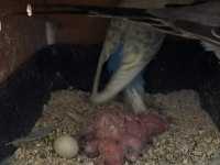 4 yavrulu kuluçka makinesi gibi takım muhabbet kuşu