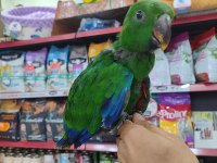 El Besleme Eclectus Bordo-Mavi
