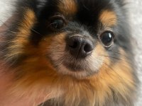 Micro Black Tan Pomeranian