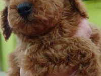 KALİTELİ TOY POODLE YAVRULAR