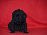Safkan ırk garantili labrador yavrular