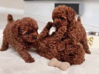 KORE teacup boy toy poodle yavrular Türkiyenin iyileri
