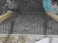 Her türlü muhabbet kuşu vardır