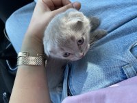 Scottish fold yavru