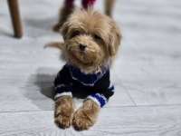 Sıfır numara maltipoo yavru