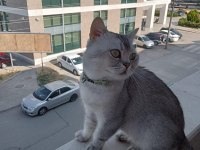 British Shorthair Uysal Ve Sakin