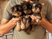 Yorkshire Terrier Safkan