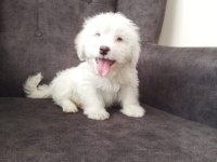 Maltese Terrier Yavrumuz