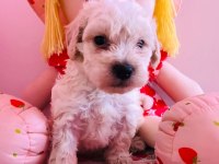 Orijinal Maltipoo Yavru