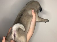 A kalite pug yavrular için mesaj atınız