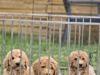 Avrupa Kan Hattı Dev Poodle Yavruları