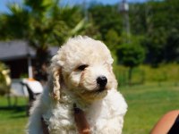 HİPOALERJANİK TOY POODLE BEBEKLERİM