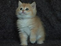 Black Golden Shell NY12 Safkan British Shorthair