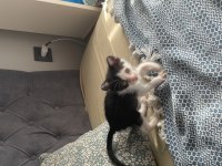 Acil 1 buçuk aylık kedimiz