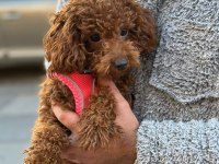 Toy poodle dişi yavrumuz