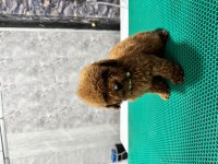 Üst kalite toy poodle yavrularımız teslime hazır