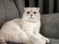 Scottish fold dişi kedimiz