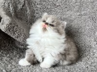 Dişi bicolor lilac long perfect british longhair