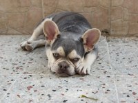 İzmir lilac tan erkek french bulldog