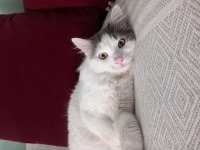 NORVEÇ ORMAN KEDİSİ BAL GÖZÜMÜZ YASTIK